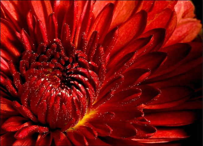 Symbol Detail/Chrysanthemum