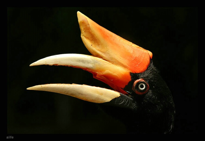 hornbill