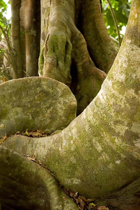 Rain Forest Beauty