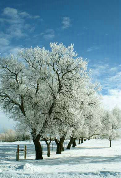 Wyoming Winter - ID: 5205187 © Crystal E. Berryman