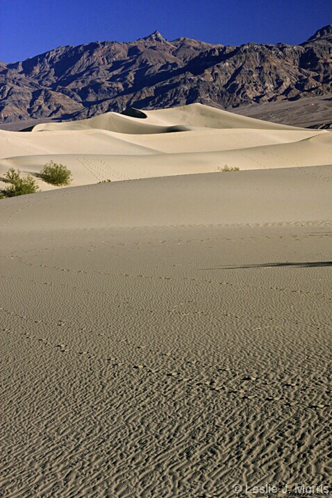 Dunes at Dawn - ID: 5205744 © Leslie J. Morris