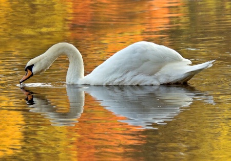 Autumn Reflections