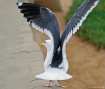 Gull taking off