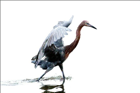 Reddish Egret