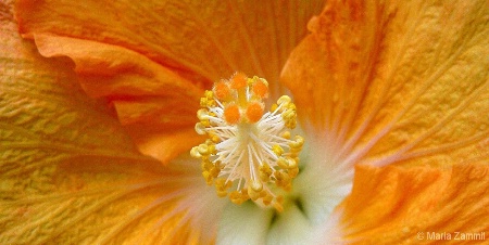 Orange hibiscus wide