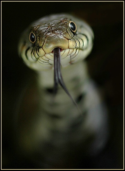 snake in my pond! 