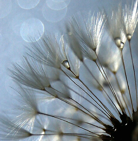 Blue skies, dew and gentle sunshine...