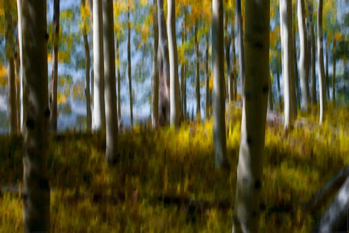 Fall Amoung the Aspen