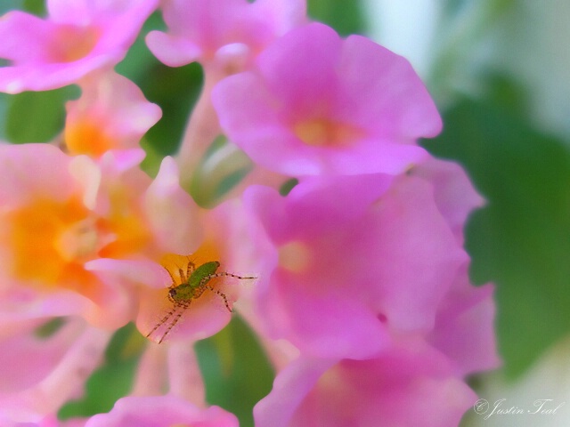 The Underflower Bug