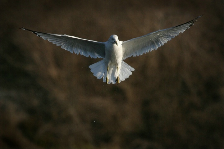 Seagle in Fly