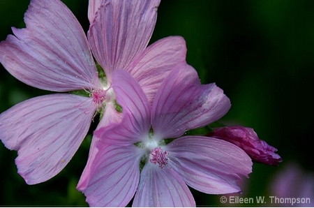 summer-flower-cropped