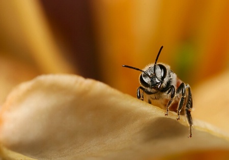 Little Honeybee