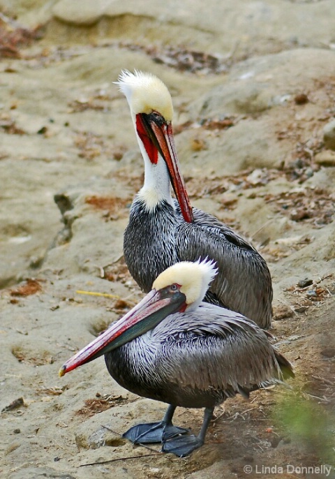 Pelican Dance