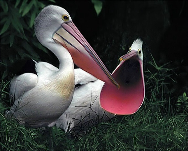 Shouting Pelican