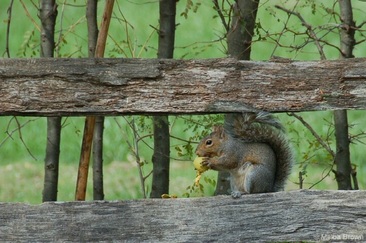 Squirrel Eating Lunch