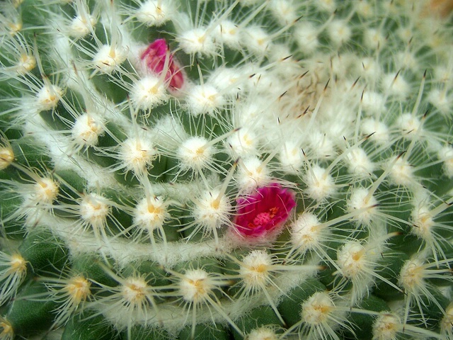 ~Prickly Blooms~