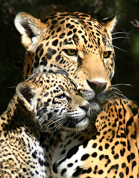 Jaguar Mother with Young