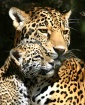 Jaguar Mother wit...