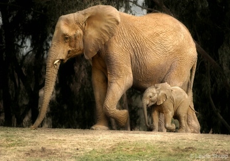 In Step with Mom