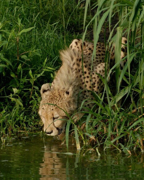 Drinking Cheetah
