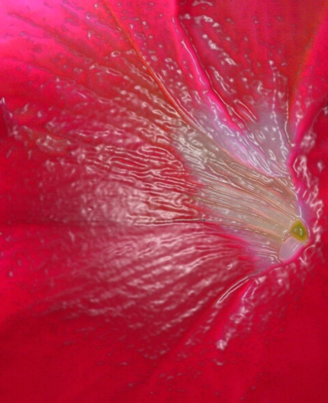 Floral  Detail