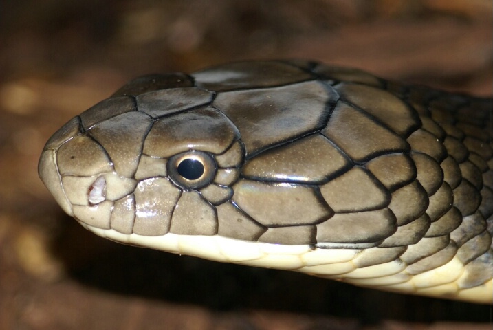 The King Up Close