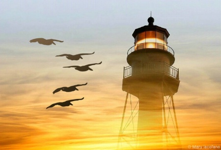 Lighthouse with Pelicans