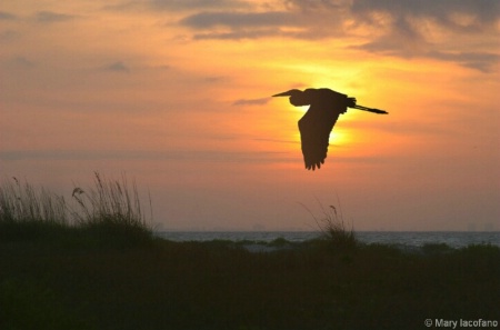 Egret at Sunrise
