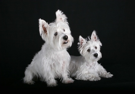 The Photo Contest 2nd Place Winner - Westies