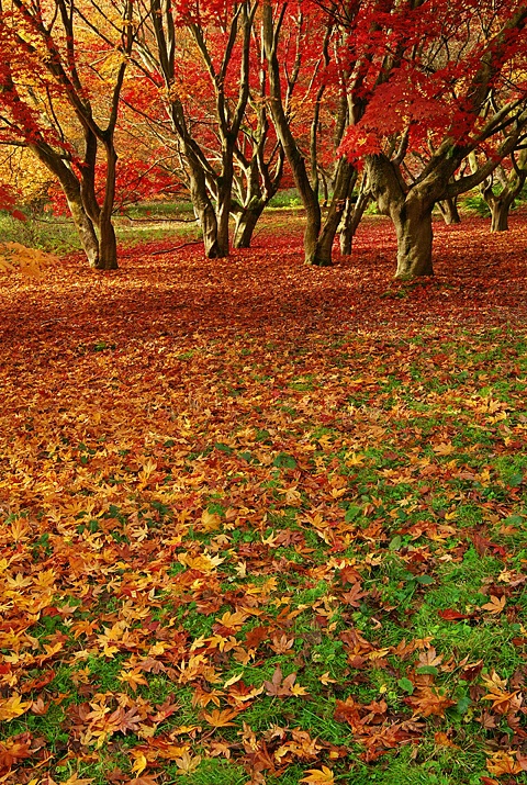 ~ Fallen Leaves ~