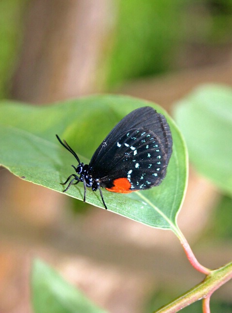 Little balck Butterfly