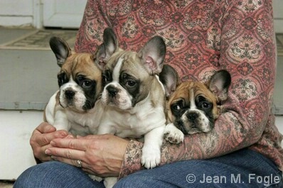 French Bulldog Puppies held by owner