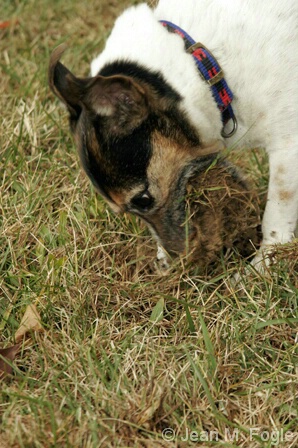 JRT with mouth full of dirt