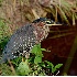 © Donald E. Chamberlain PhotoID# 5235234: Green Heron by Flamingo Road #22