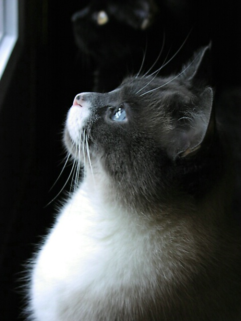 Mr. Blue Eyes