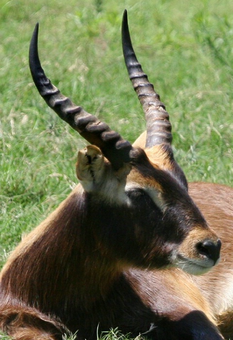 Nile Lechwe - African Antelope - male