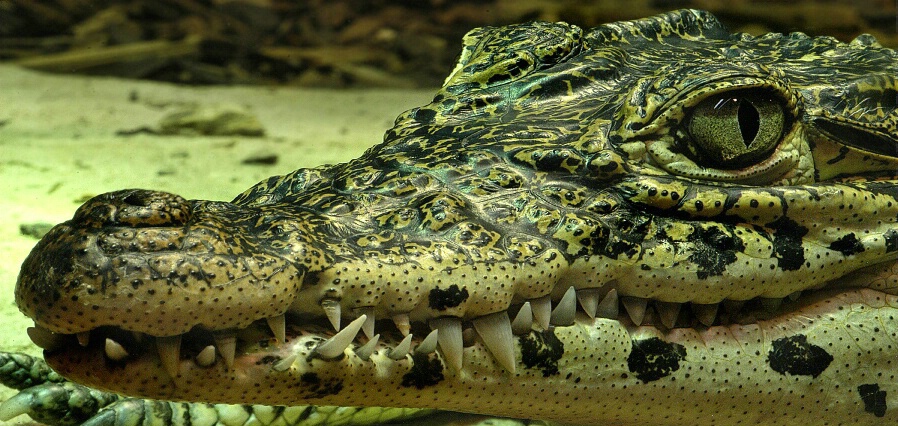 Crocodile Smile - ID: 5237277 © Mike D. Perez