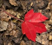 Maple Leaf #4