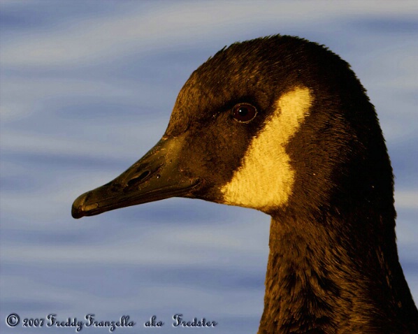 Canada Goose Portrait In Sweet Light - ID: 5238254 © Frederick A. Franzella