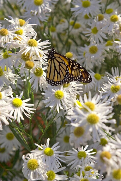 butterfly and daisys.