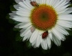 Beetle on Daisy