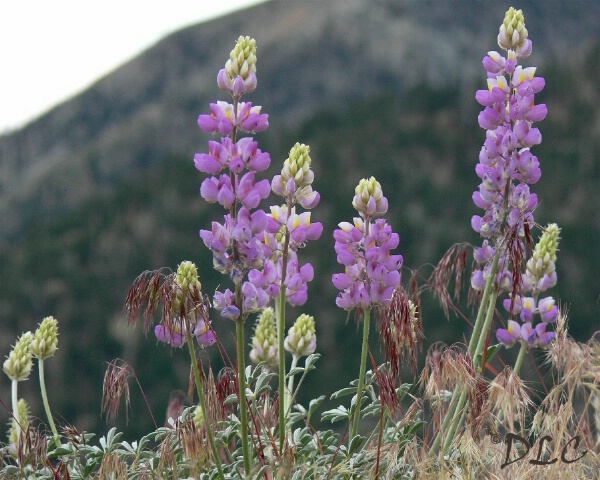 Lovely Lupines