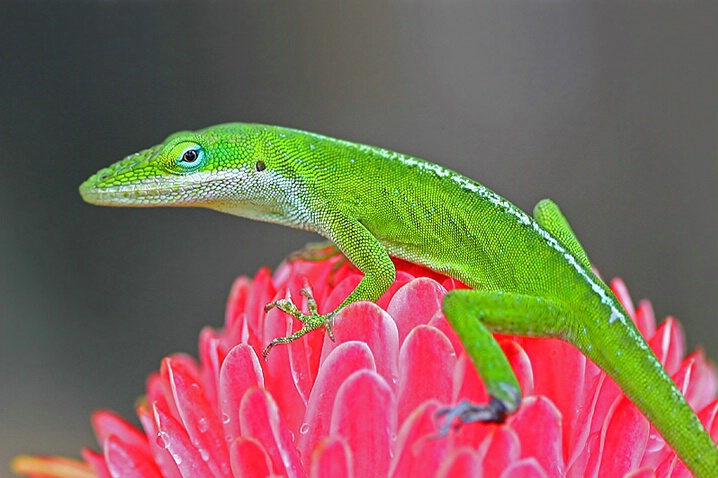 Gecko - ID: 5244403 © Janine Russell