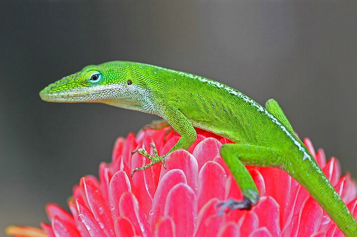 Gecko