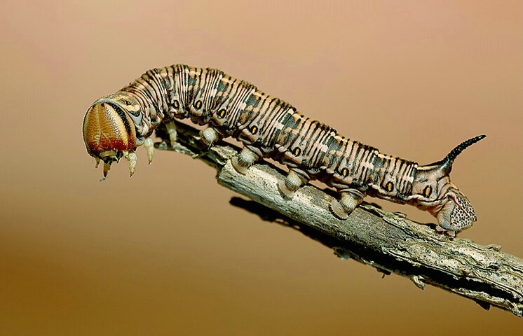 pine hawk moth caterpilla
