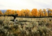 Autumn Fence