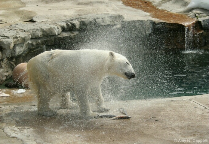 Polar Shake