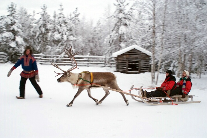 Reindeer farm with sledge rides