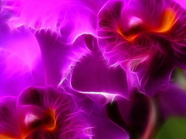 Orchids 6