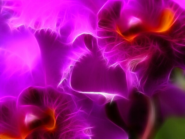 Orchids 6